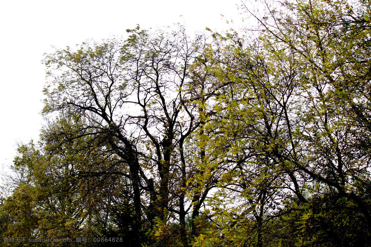 深秋老树 北京 通州 大运河 森林公园 老树 沧桑 深秋 生物世界 树木树叶 白色