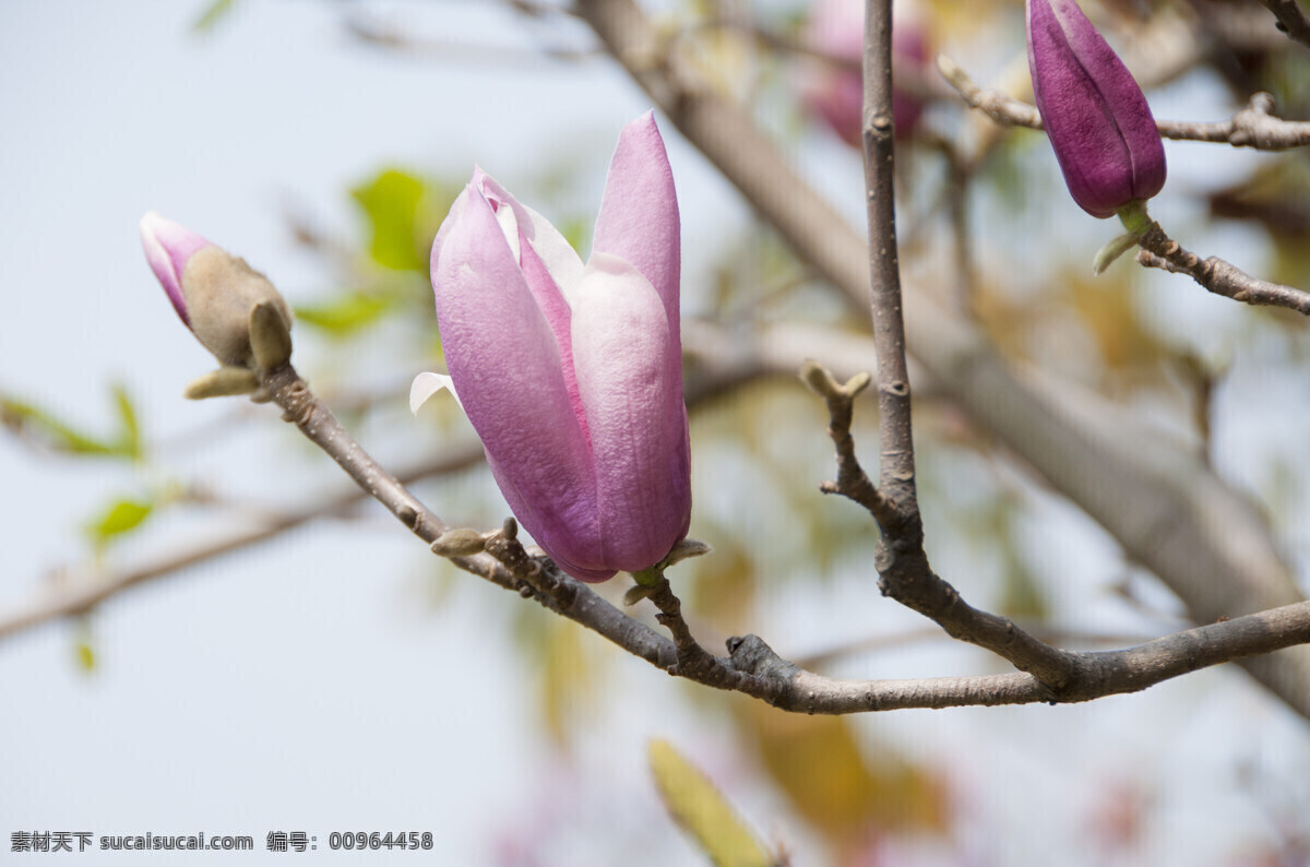 紫玉兰 玉兰 玉堂春 花卉 春节 报春 迎春 辛夷 木兰 园艺 落叶灌木 生物世界 花草