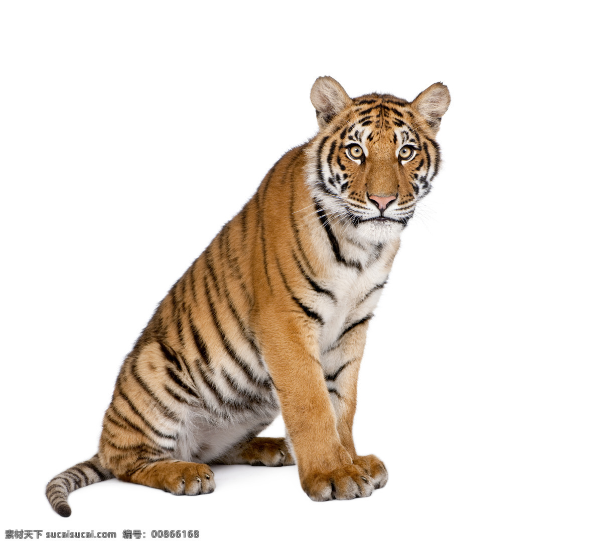 猛兽 老虎 摄影图片 东北虎 野兽 生物世界 野生动物