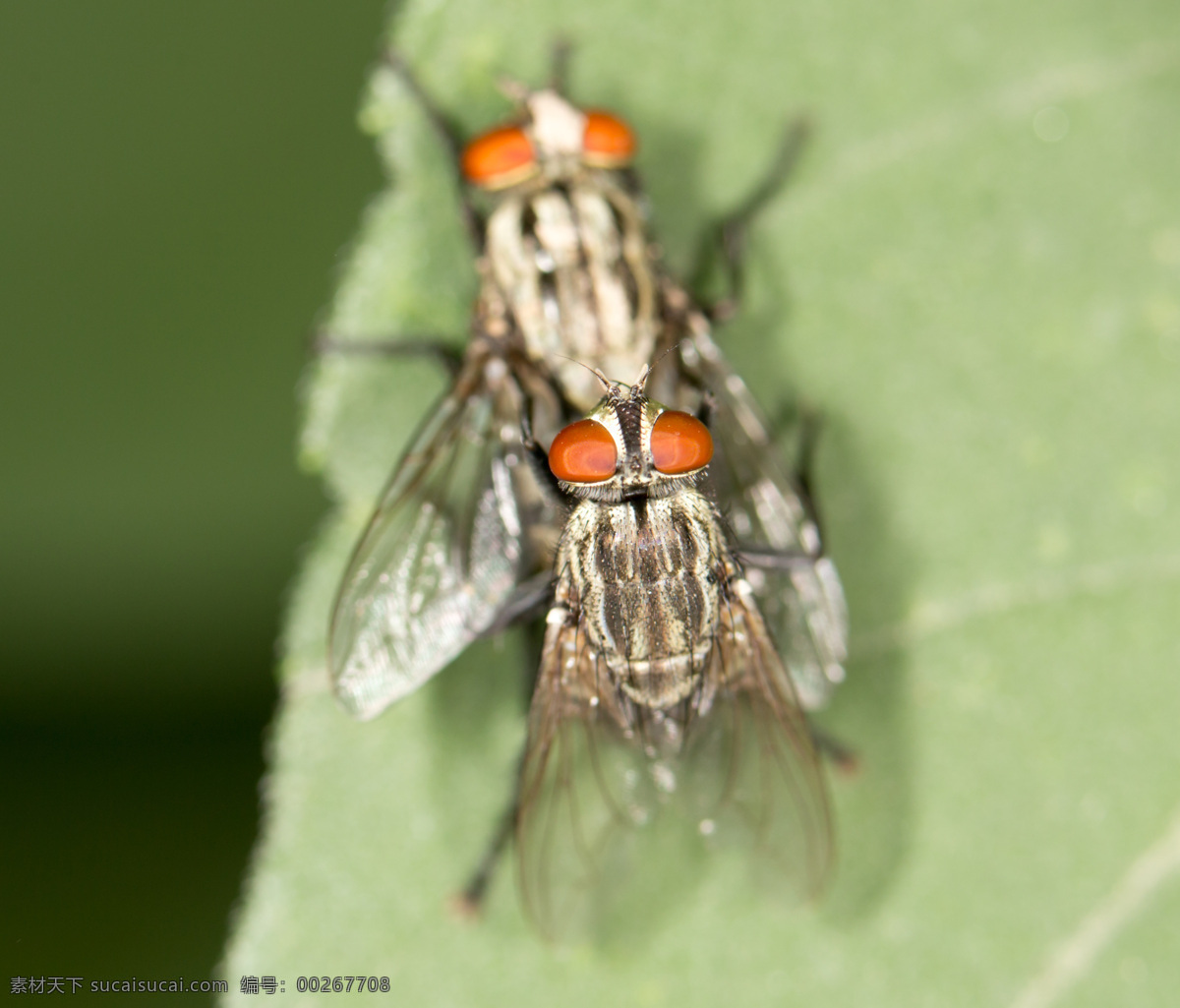 两 只 苍蝇 交配 昆虫 动物摄影 动物世界 昆虫世界 生物世界 绿色
