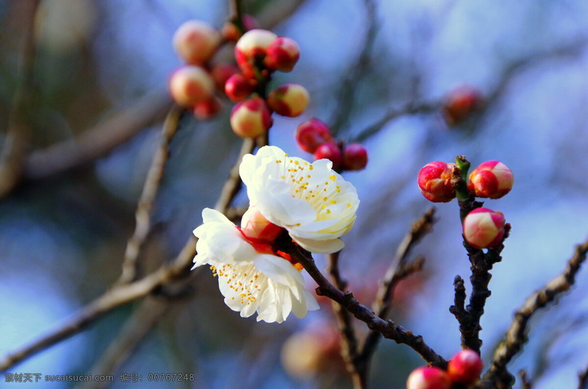 梅花唯美 唯美梅花 梅花花苞 梅花花朵 白梅花 梅花 白色梅花 白色花朵 花朵 鲜花 花卉 花草 植物 生物世界