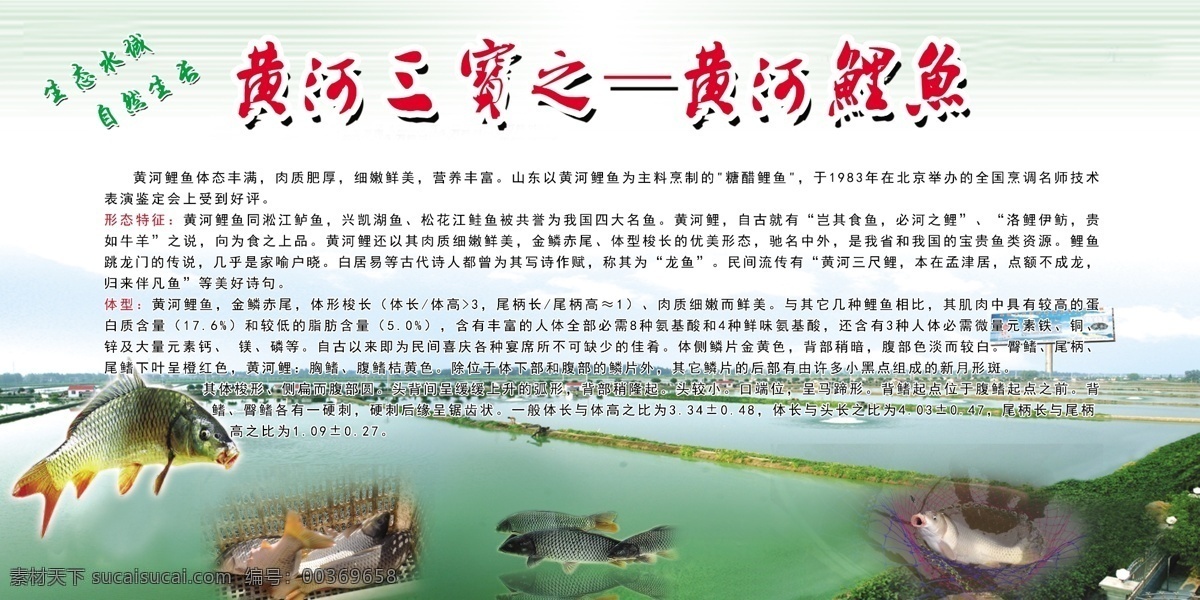 黄河鲤鱼 黄河 鲤鱼 特产 展板 生态黄河 标志图标 公共标识标志