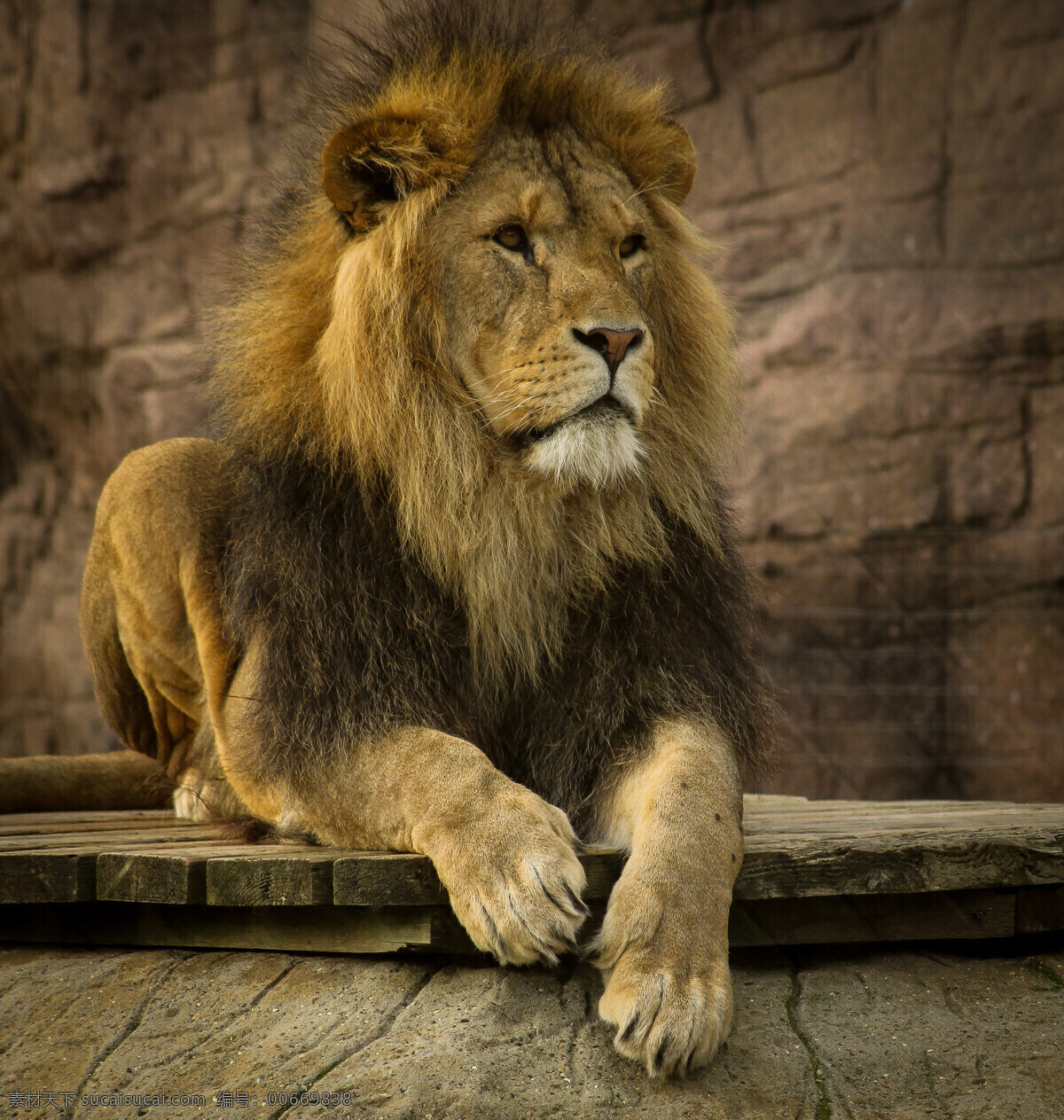 狮子 美洲狮 狮虎 狮 雄狮 狮子王 生物世界 野生动物