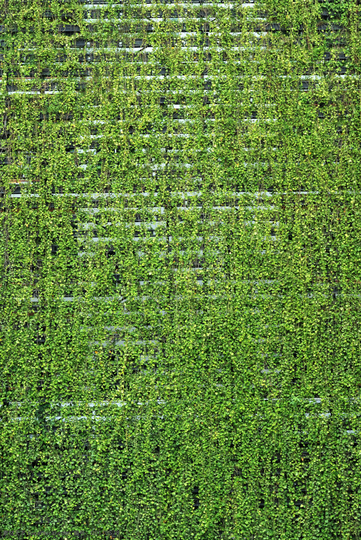 绿色植物墙面 纹理 底纹边框 抽象底纹 溶图 高清 材质 绿色 植物 墙面 其他素材