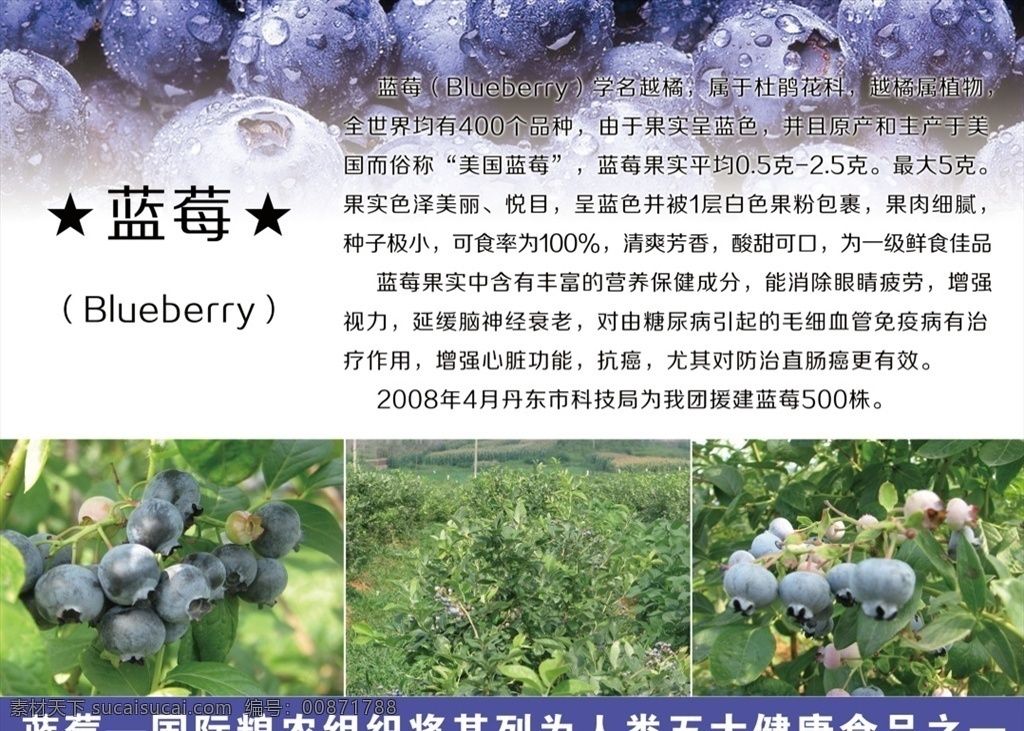 蓝莓图片 蓝莓 蓝莓海报 蓝莓简介 简介 海报
