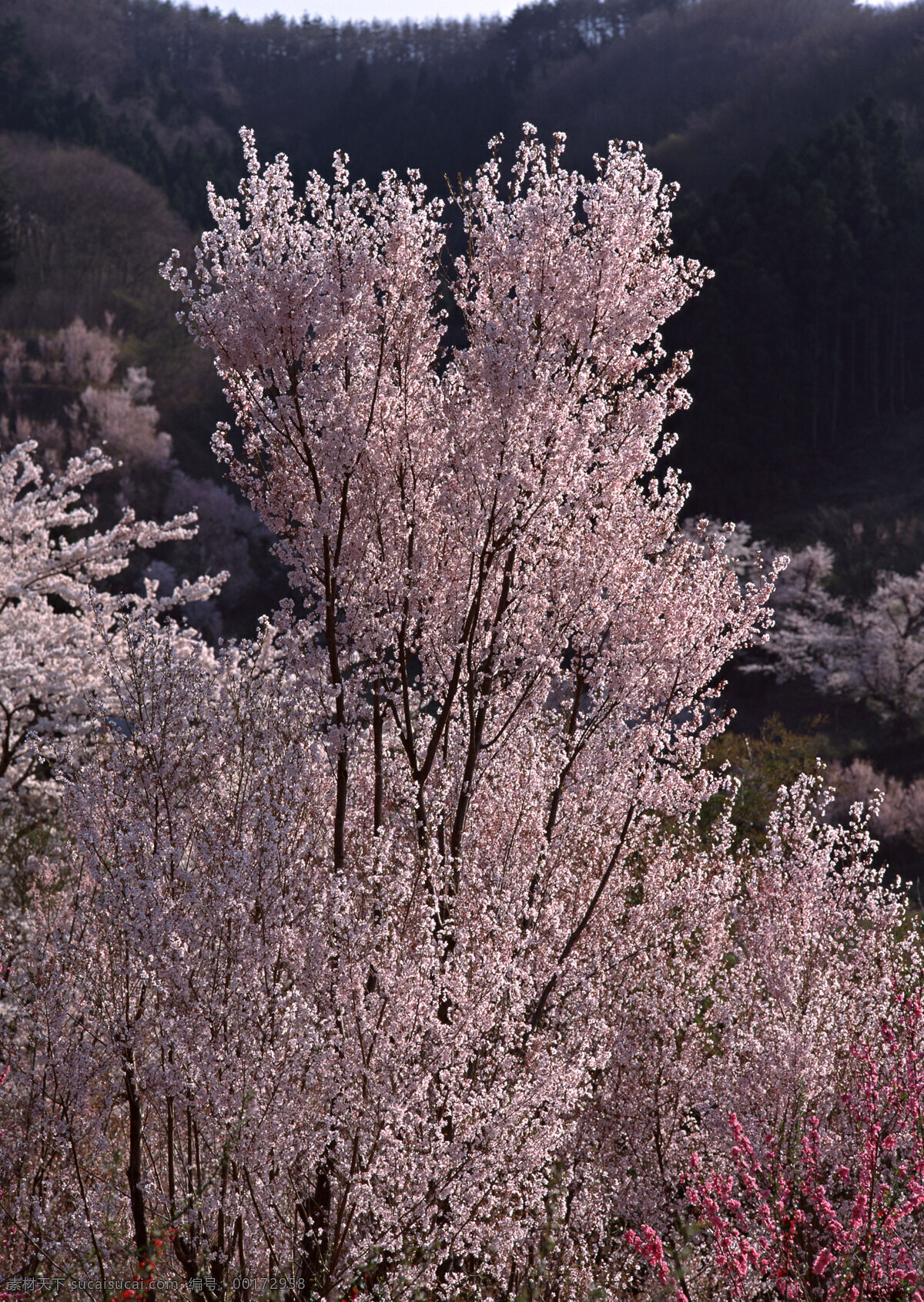 日本 樱花 风景 旅游 国外旅游 37樱花 生物世界 花草