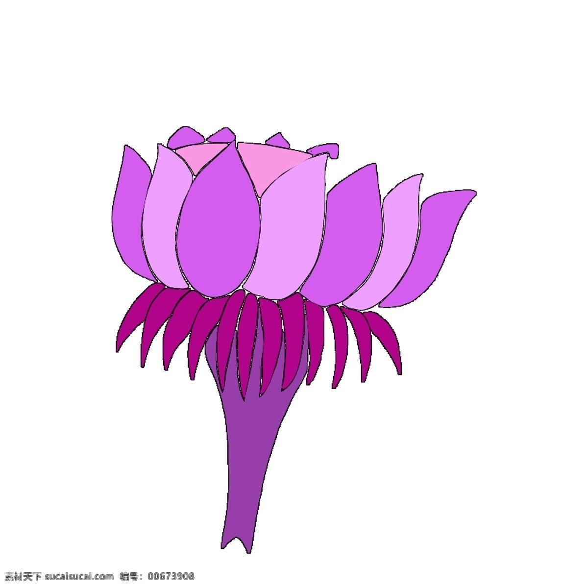 紫色 花朵 免 抠 图 漂亮花瓣 漂亮的花朵 迷人的鲜花 鲜艳花朵 美丽花朵 植物花朵 鲜花 免抠图