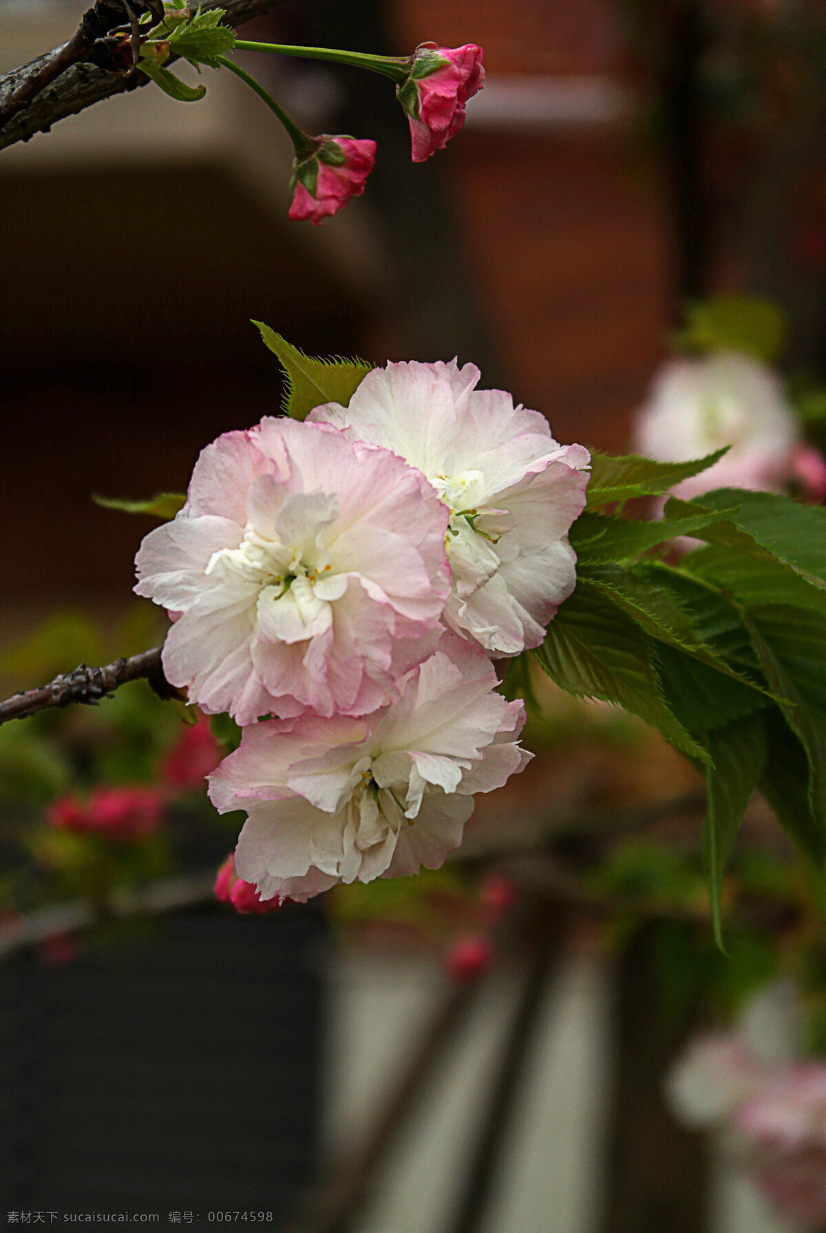 白樱花 樱花 粉色樱花 小区的樱花 亭院的樱花 粉樱花 樱花树 樱花景观 园林 园林景观 生物世界 花草