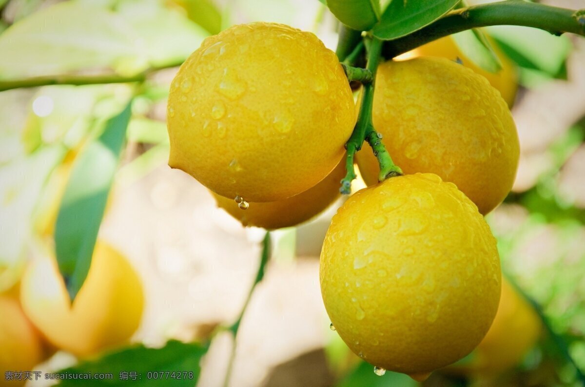 新鲜柠檬 柠檬 柠檬树 新鲜 水滴 叶子 绿叶 天然 自然 水果 瓜果 美食 食物 生物世界