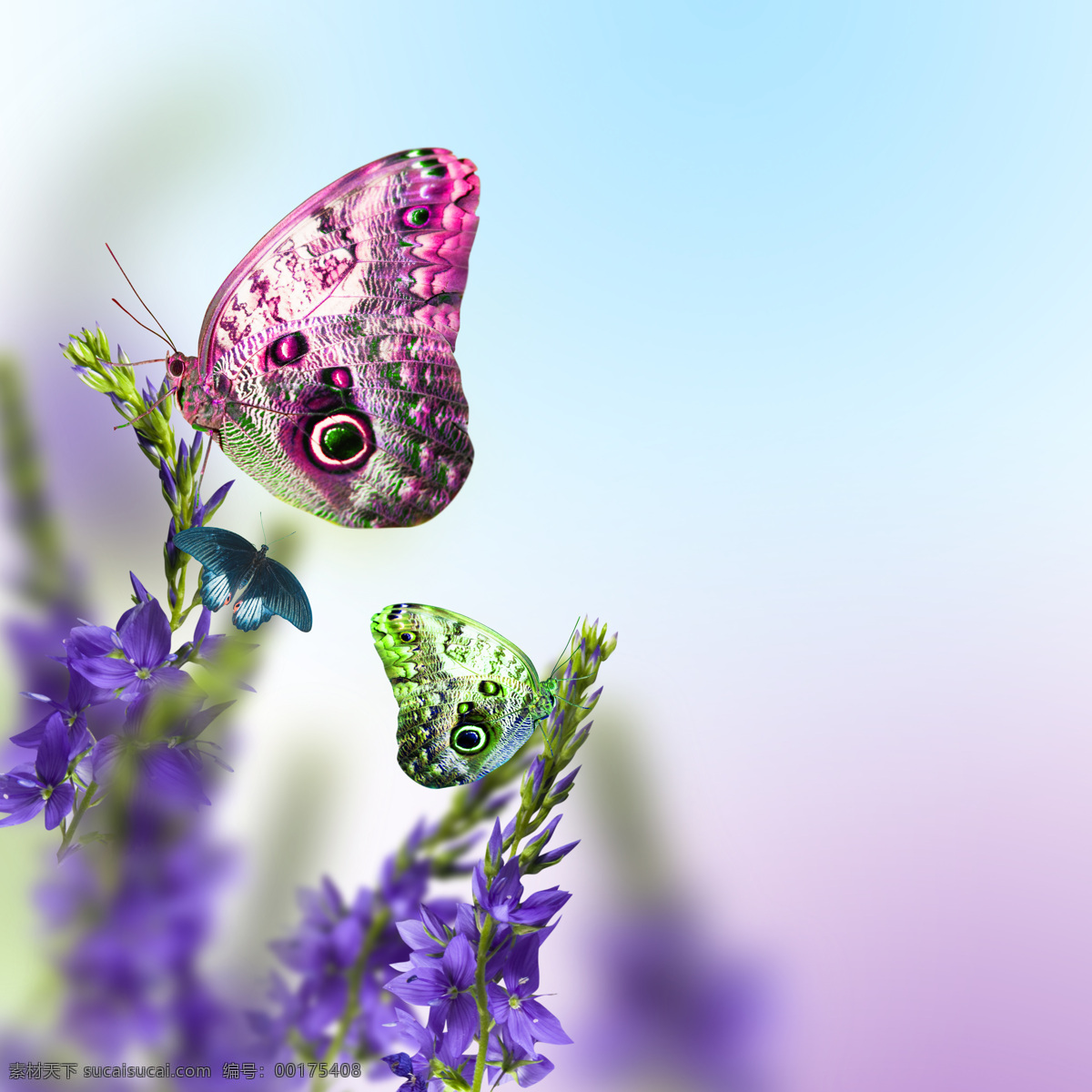 紫色 花朵 彩色 蝴蝶 背景 紫色花朵 浪漫背景 温馨背景 鲜花背景 花卉 美丽鲜花 梦幻背景 花草树木 生物世界