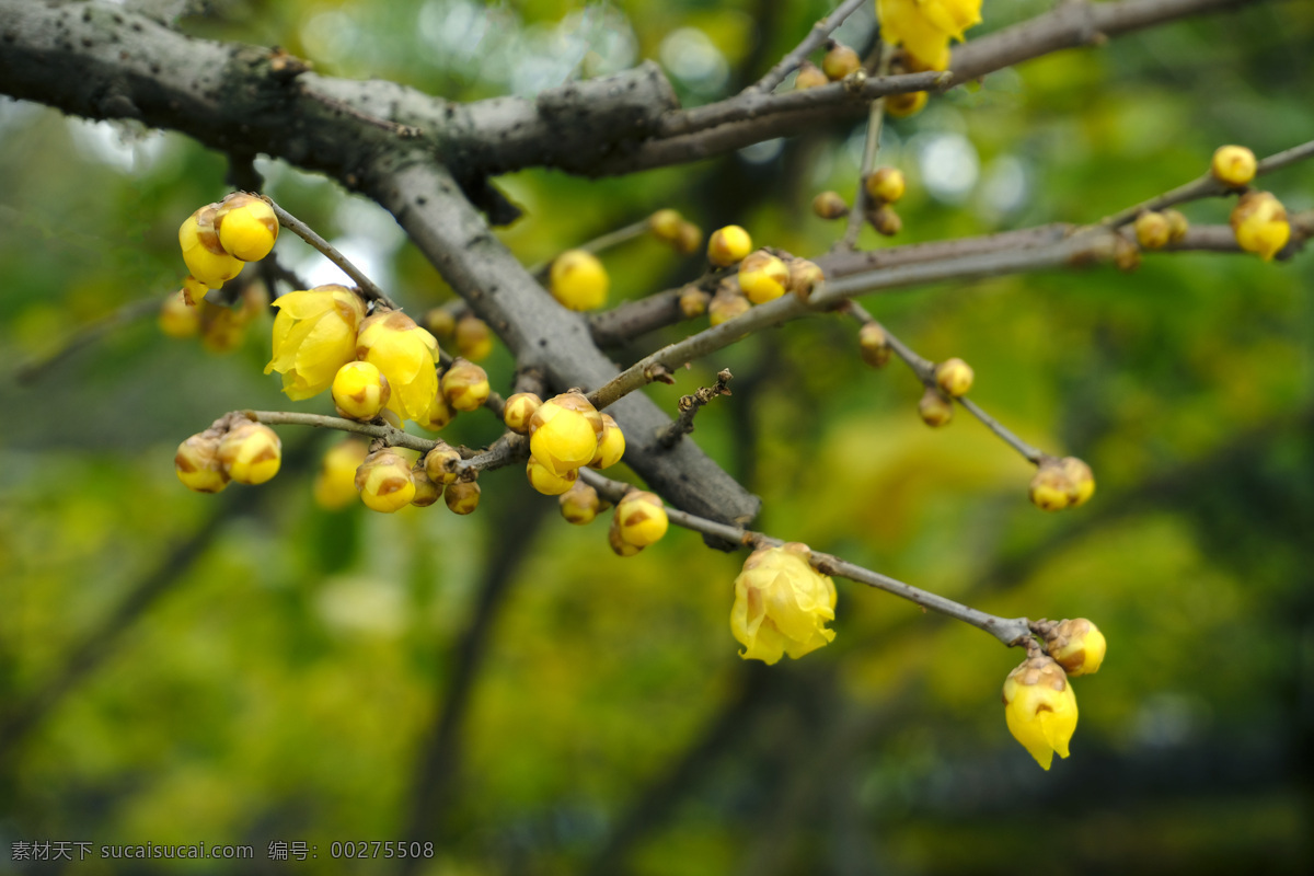 腊梅花 盛开的腊梅 腊梅 黄金茶 黄梅 金梅 腊月的花 生物世界 花草