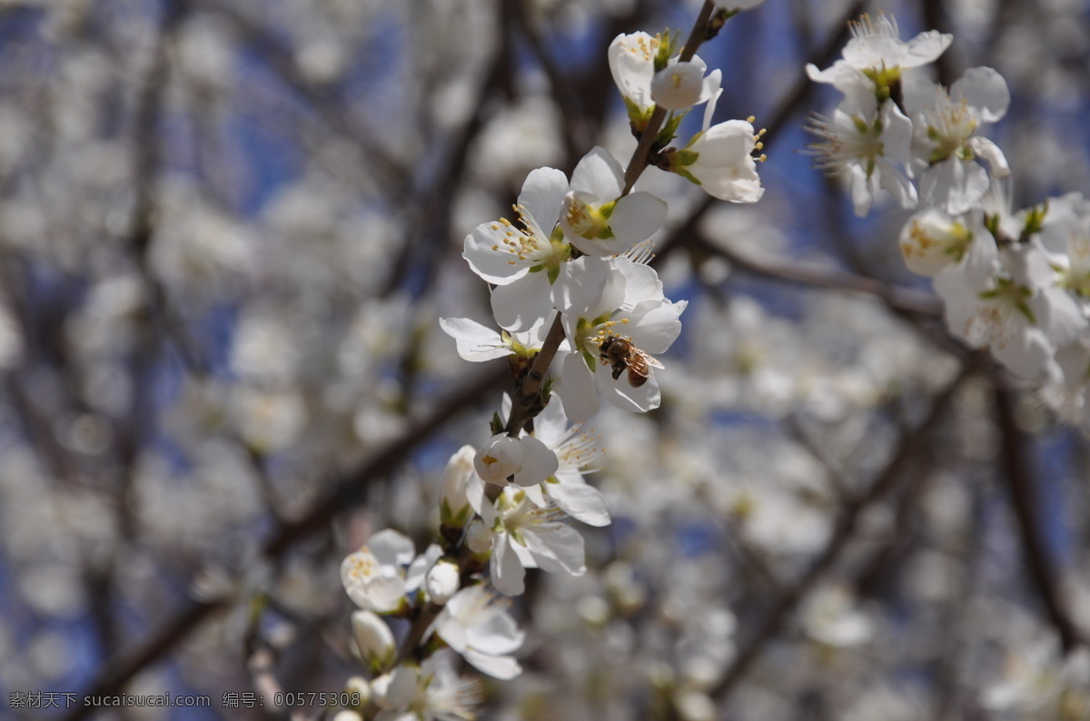 桃花与蜜蜂 春天 植物 新芽 新枝 特写 桃花 春意 春景 春花 树木 百花 白花 蜜蜂 采蜜 开花 花开 花草 生物世界