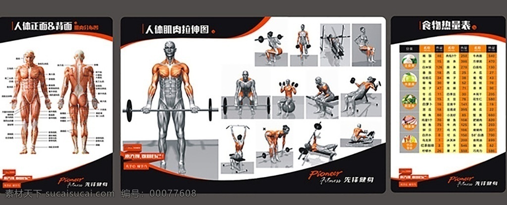 健身房展板 健身肌肉 肌肉展板 肌肉说明 肌肉分布图 展板 广告宣传 人体结构