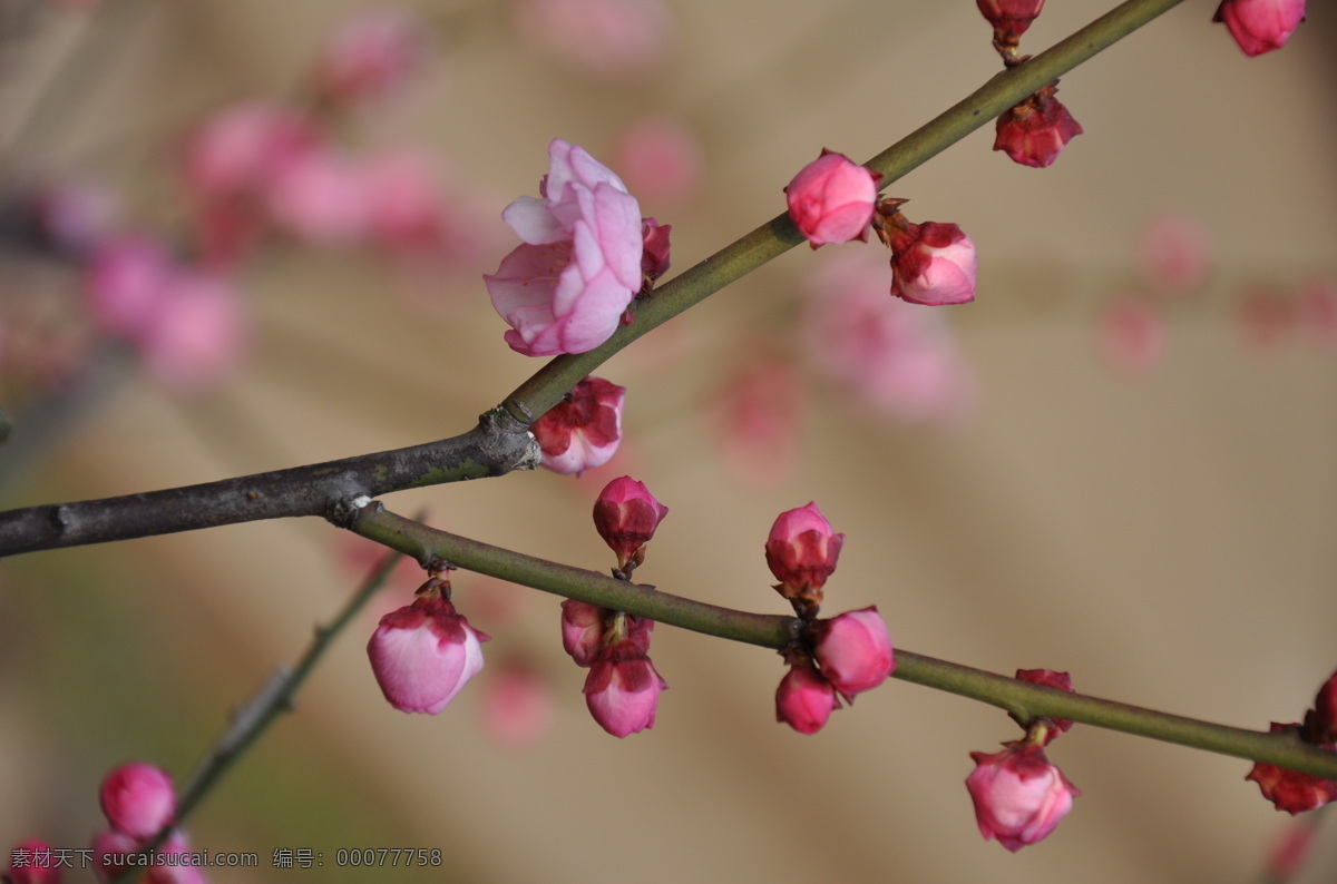 桃花 白色 灿烂 春天 红色 花草 花朵 生物世界 桃花开 鲜花 微距 psd源文件