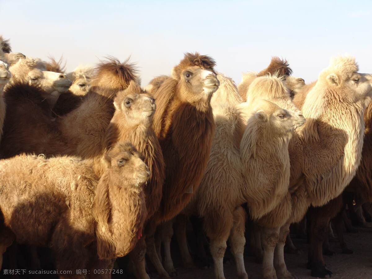 沙漠 骆驼 图 动物 野生动物 哺乳动物 骆驼群 生物世界