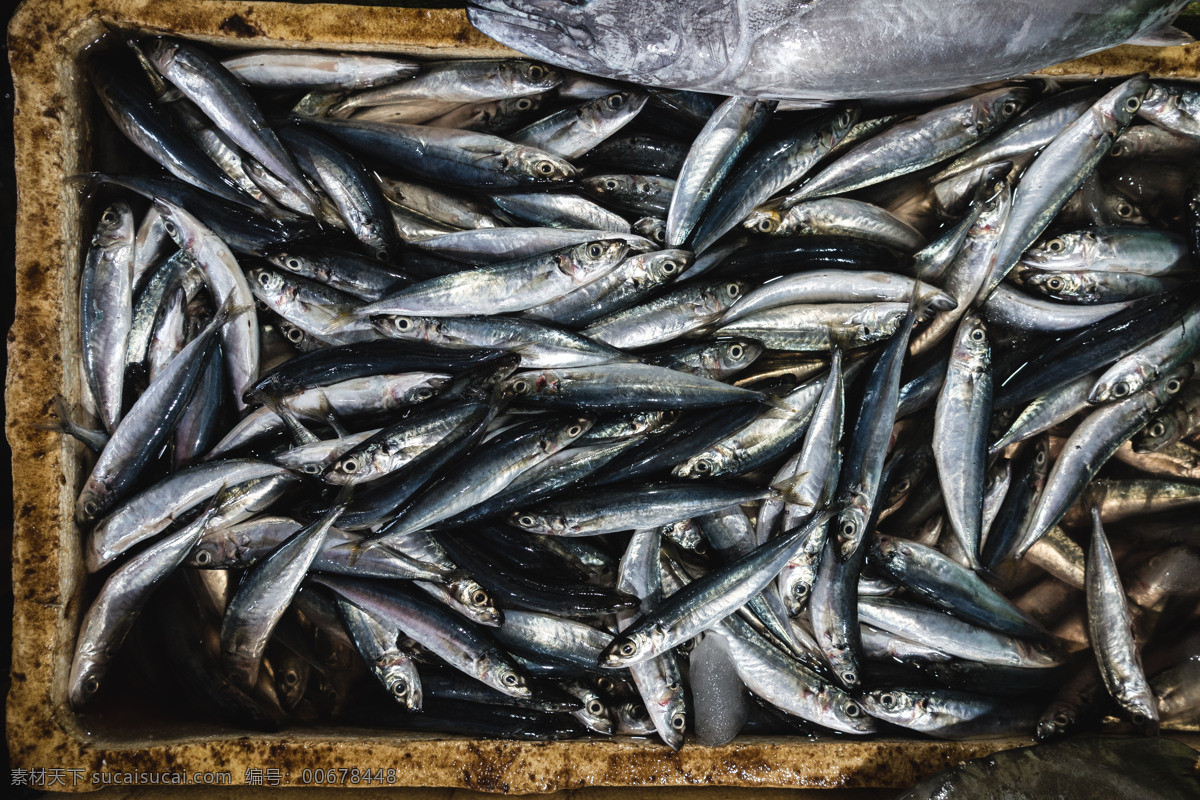 鲜鱼 渔获 淡水鱼 咸水鱼 海鱼 河鱼 捕捞 生物世界 鱼类
