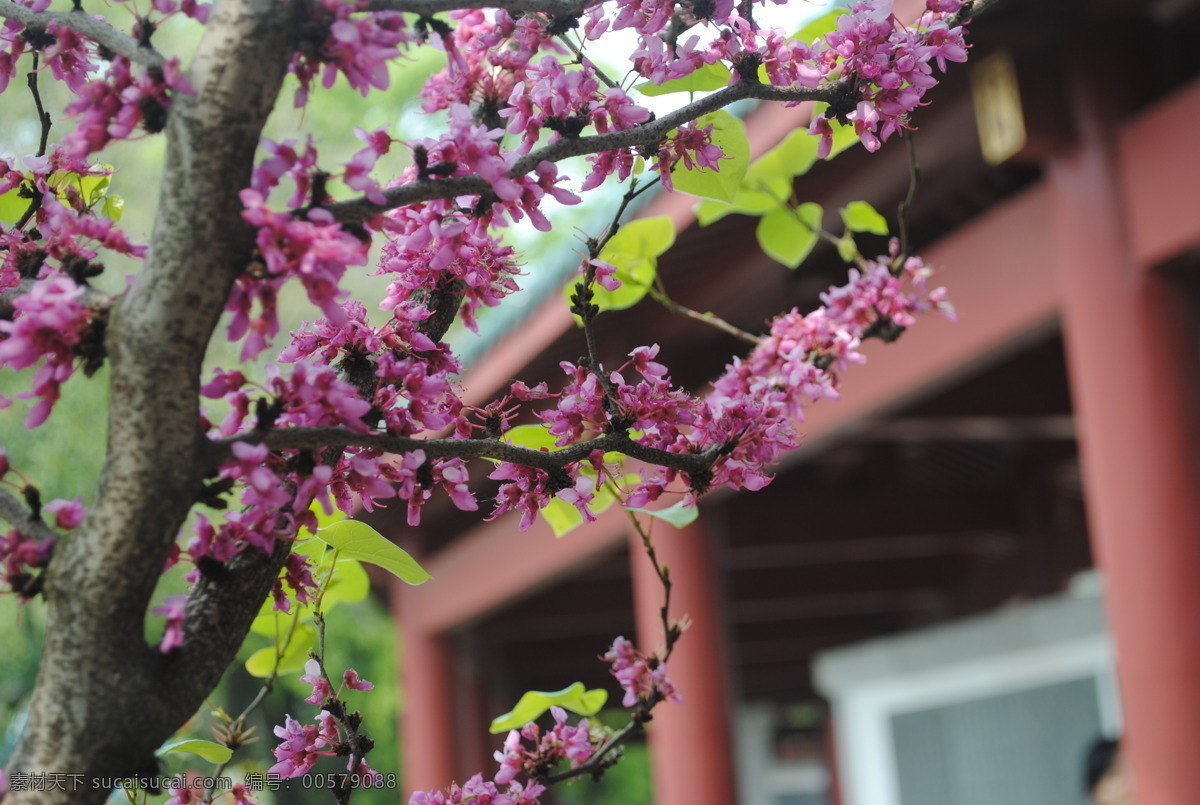 高清梅花 植物 花 高清 色彩 梅花 生物世界 树木树叶