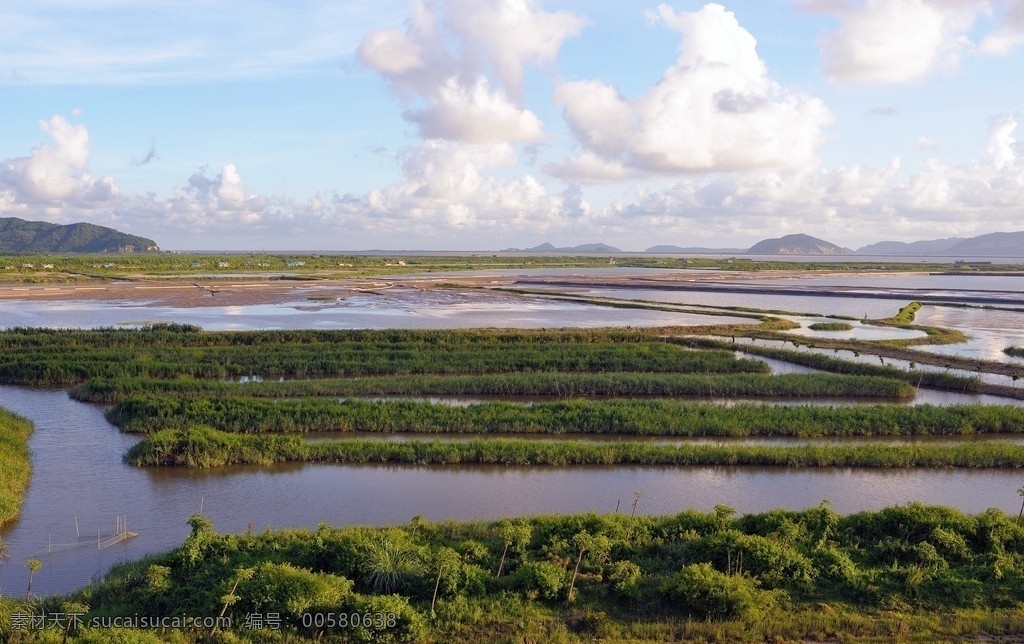 湿地景观 湿地 景观 横琴 珠海 中国 田园 傍晚 风光 水草 肥沃的 山水风光 山水风景 自然景观