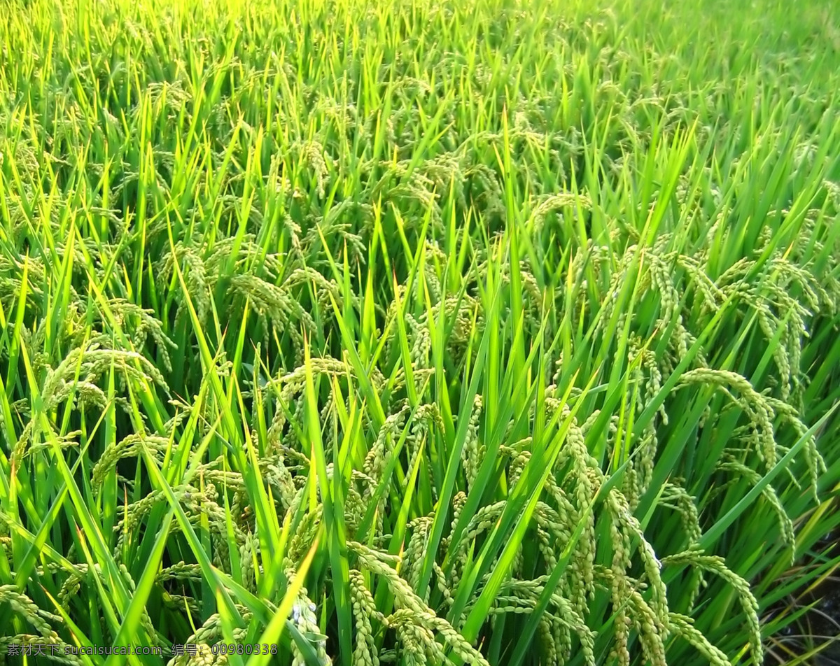 稻田 水稻 禾苗 其他生物 生物世界