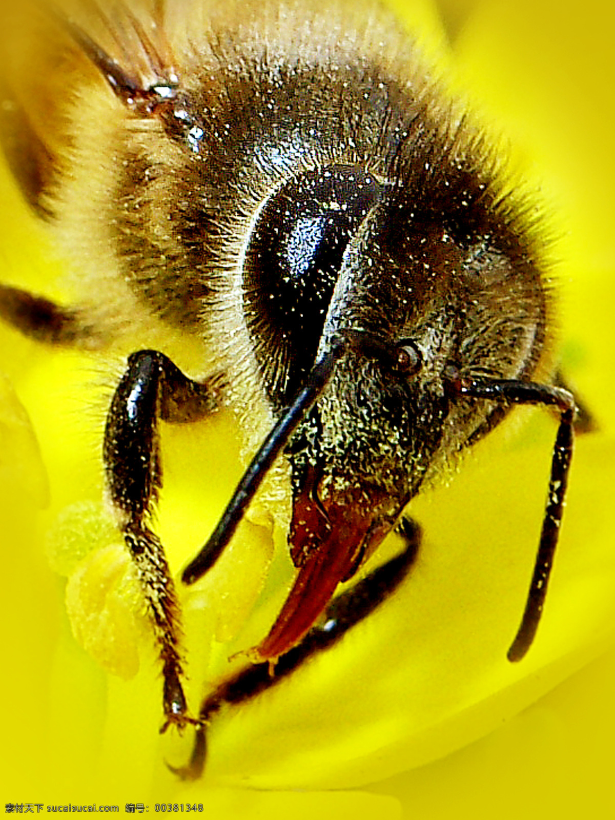 蜜蜂 昆虫 生物世界 黄色