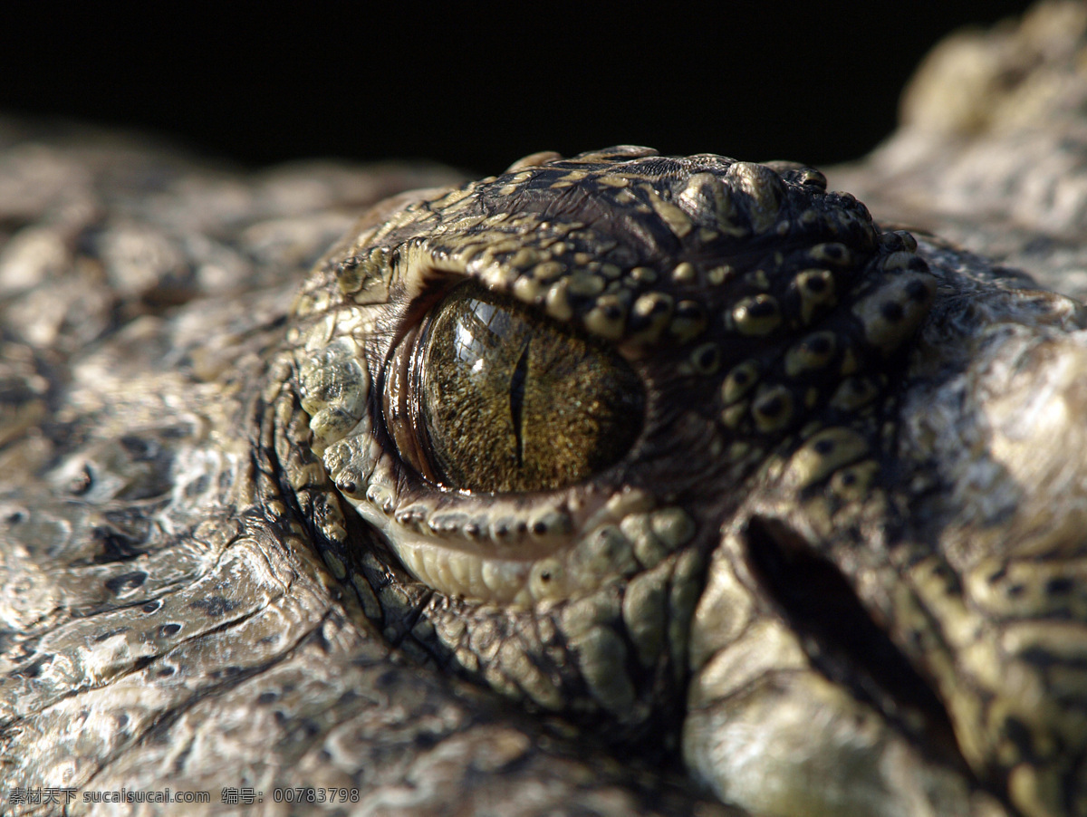 鳄鱼眼睛特写 鳄鱼眼睛 鳄鱼 鳄鱼摄影 动物摄影 动物世界 野生动物 爬行动物 陆地动物 生物世界 黑色