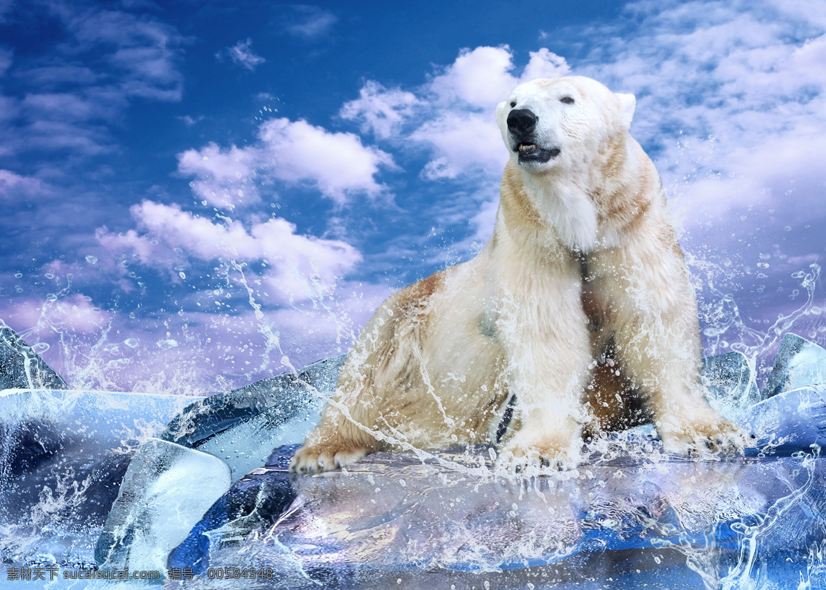 北极熊 高清 熊 蓝天 白云 动感 水花 水珠 涟漪 冰块 白色 北极 动物世界 野生动物 生物世界