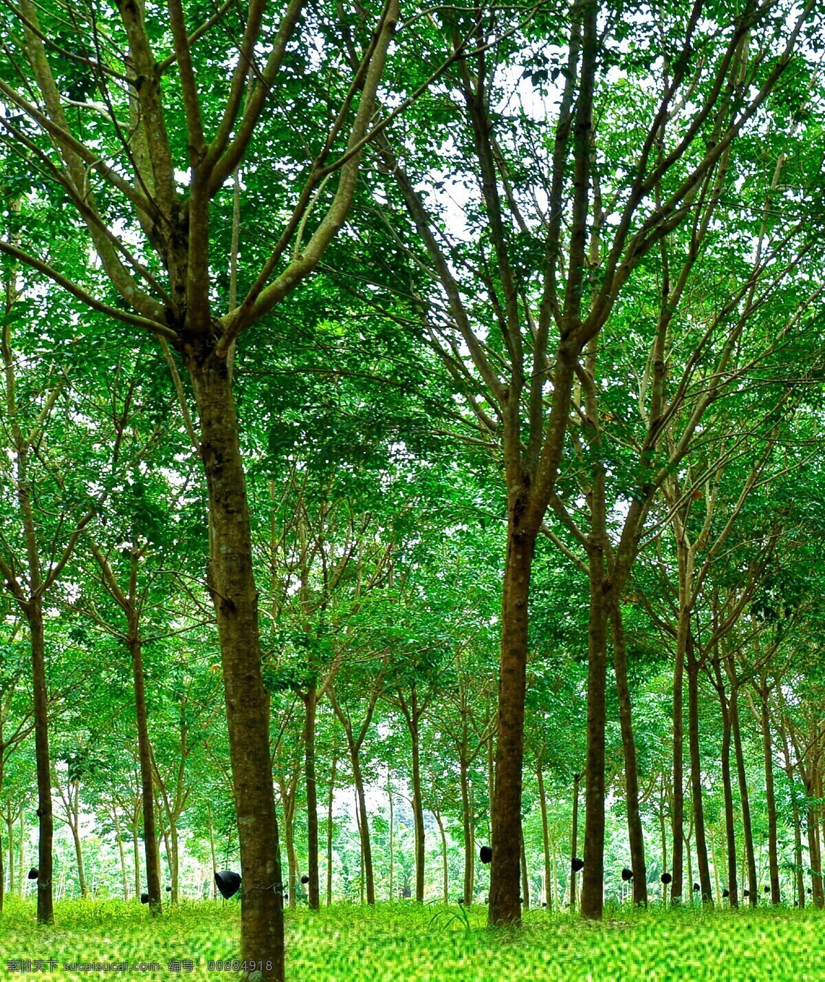 三叶橡胶树 三叶胶树 胶树 橡树 自然景观