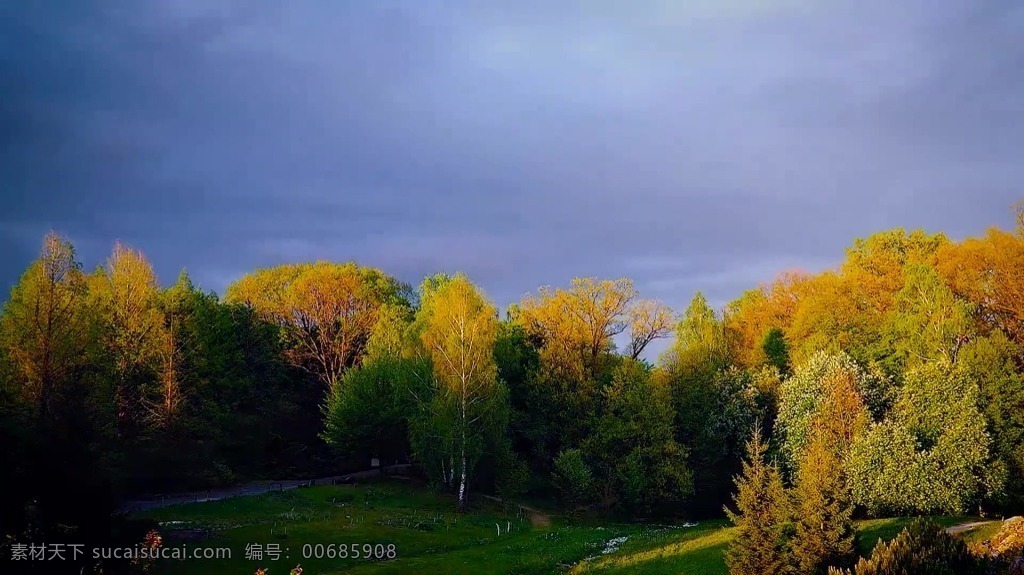 视频背景 实拍视频 视频 视频素材 视频模版 大自然 树林 树林视频 自然风景