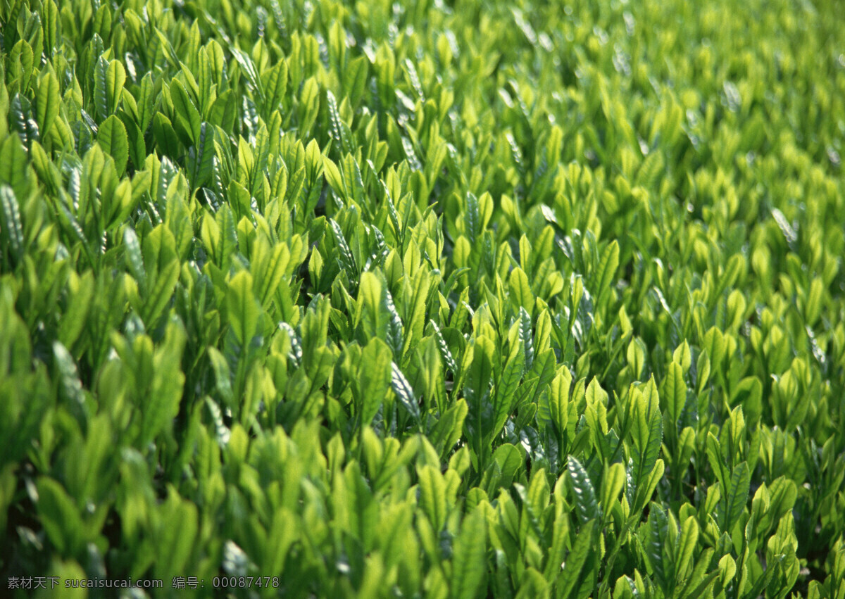 茶叶 茶园 茶山 茶海 茶素材 茶树 茶景 绿茶 茶广告 茶文化 风景 山水风景 自然景观 田园风光 自然风景 树木树叶 生物世界