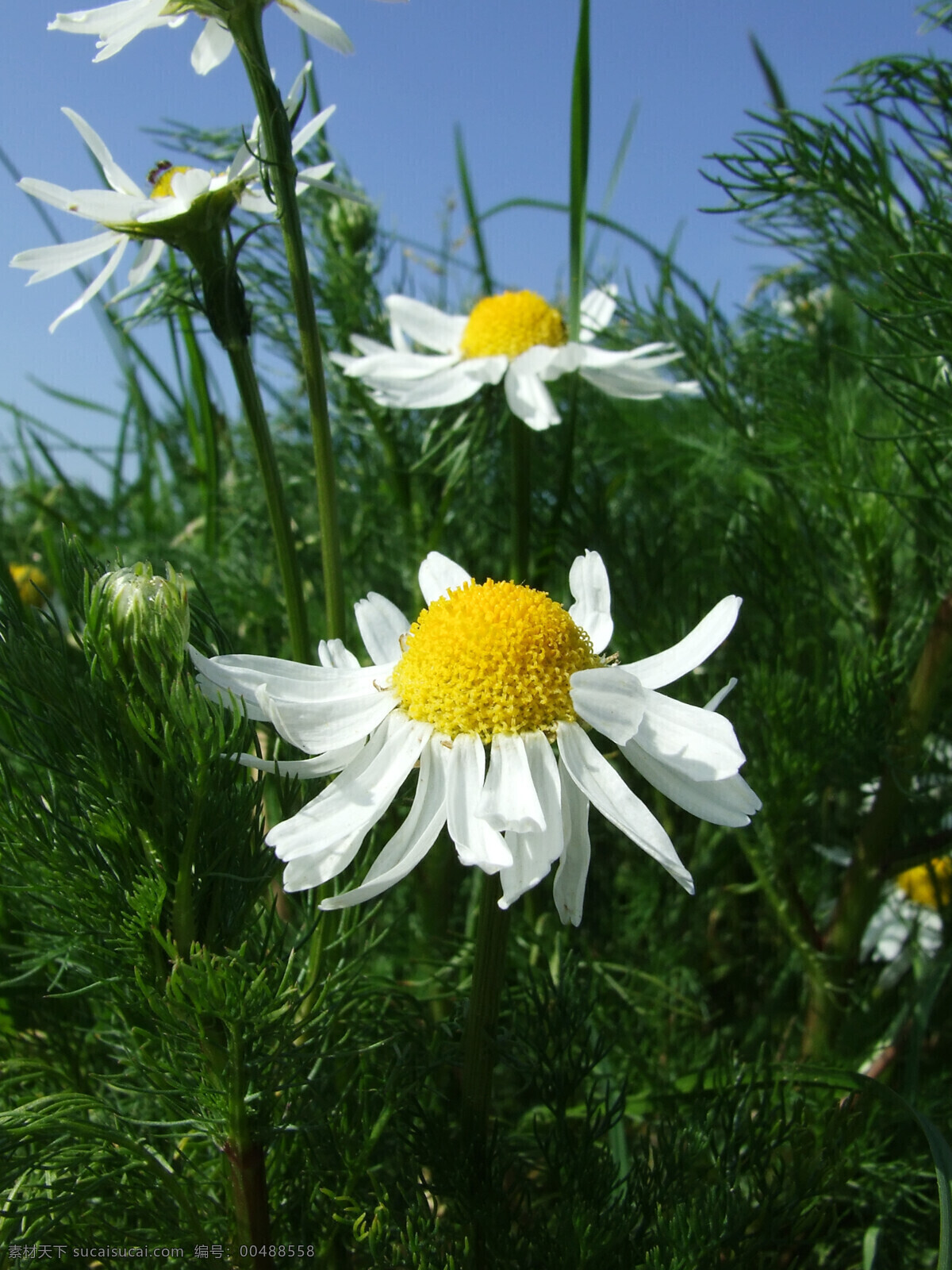 鲜花 背景 白色菊花 花朵 花卉 小菊花 野菊花 植物 风景 生活 旅游餐饮