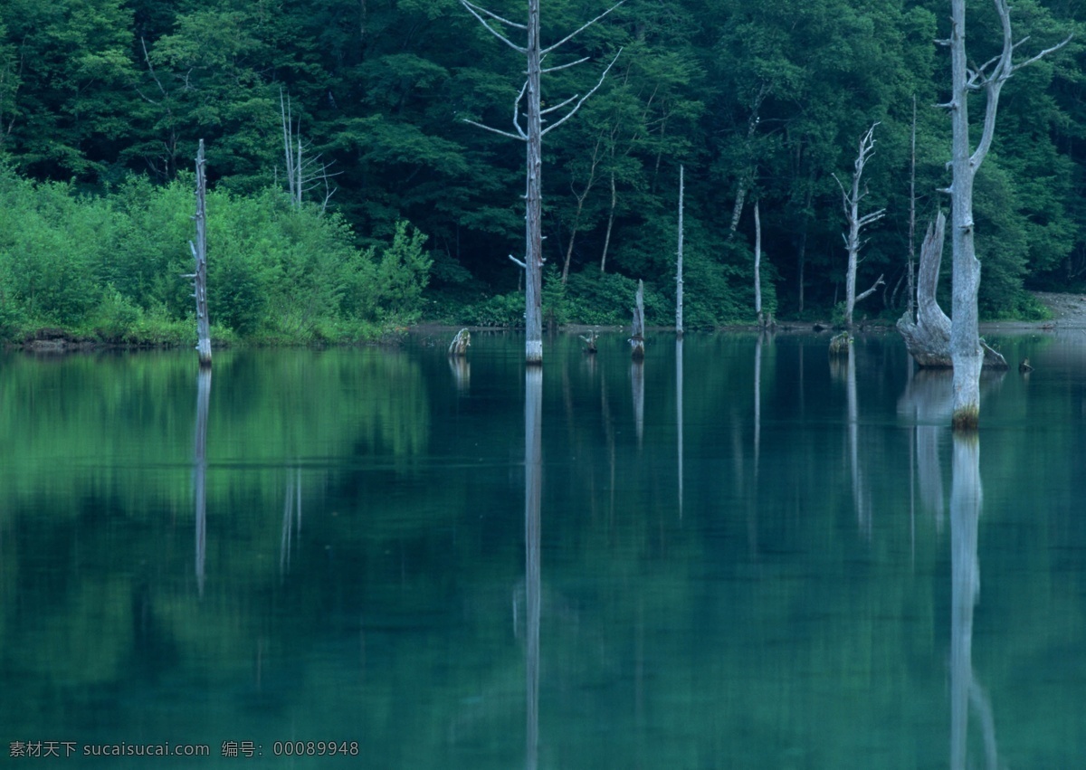 树免费下载 风景 山水风景 摄影图 树 植物 自然景观 水 家居装饰素材 山水风景画