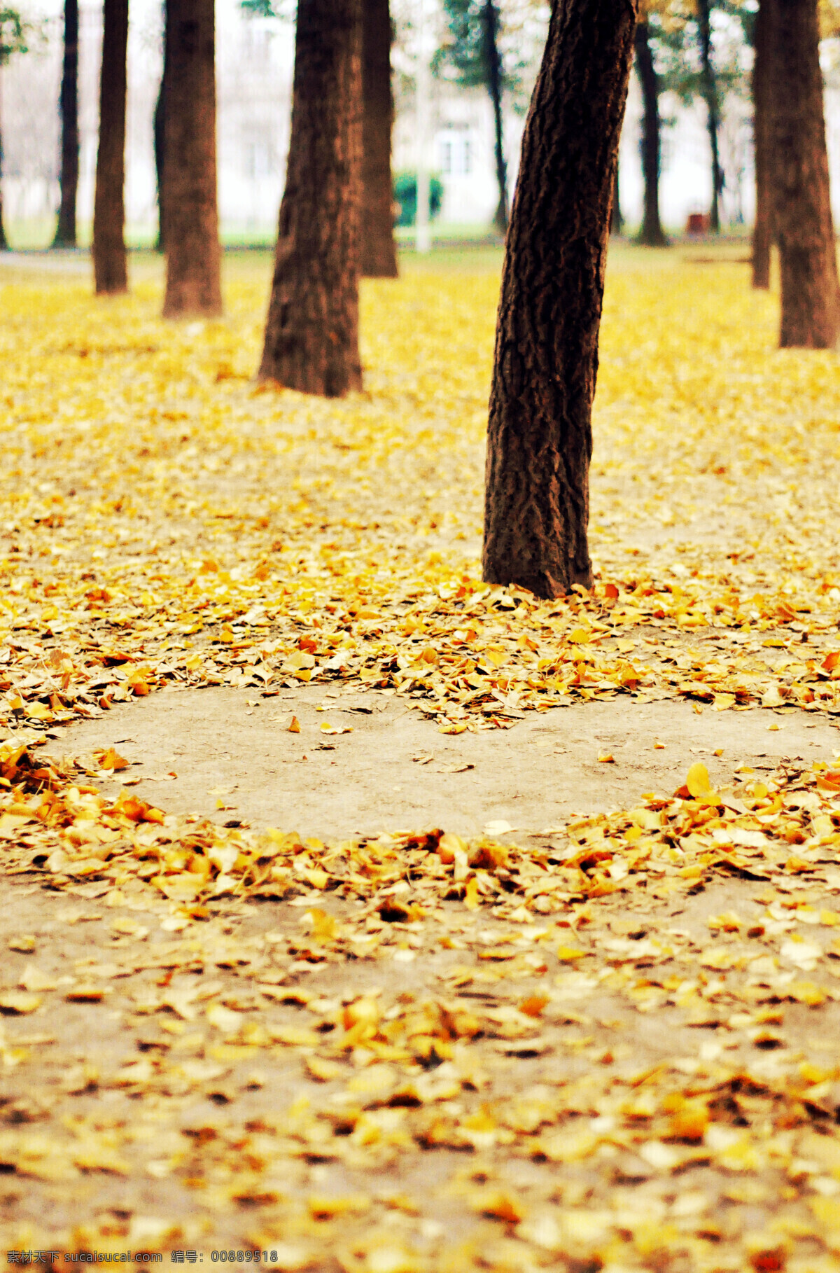 秋日 金黄 银杏 落叶 张 爱心 长椅 景观 秋季 树木 心形 椅子 自然 背景图片