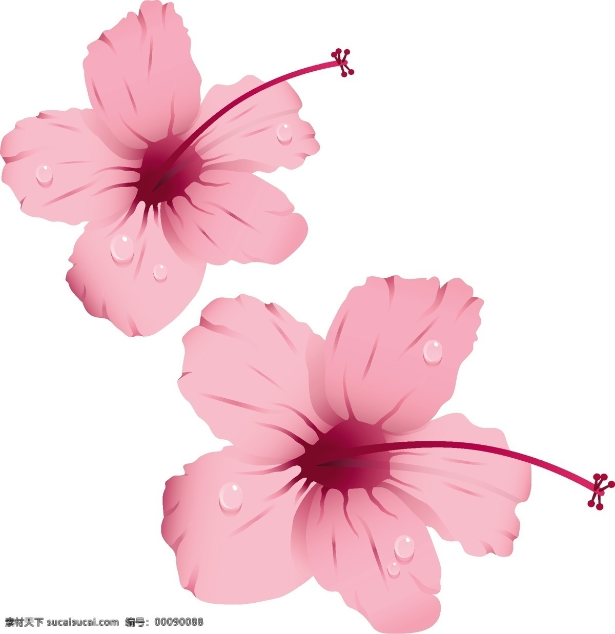 粉红色 花朵 露珠 粉红花朵 花朵素材 矢量花卉 水珠 矢量图 花纹花边