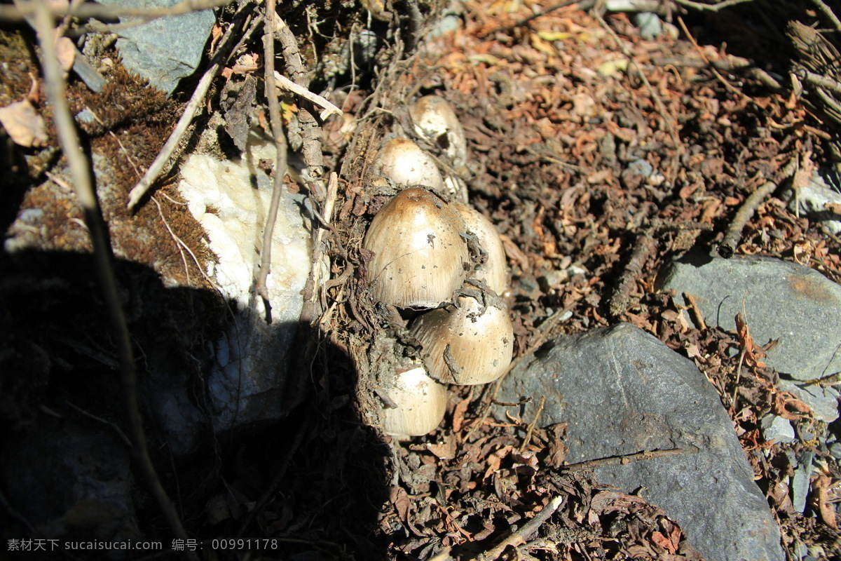 野蘑菇 唯美 风景 风光 旅行 四川 阿坝藏族区 四姑娘山 自然 蘑菇 野生植物 真菌 枯草 落叶 生物世界 蔬菜