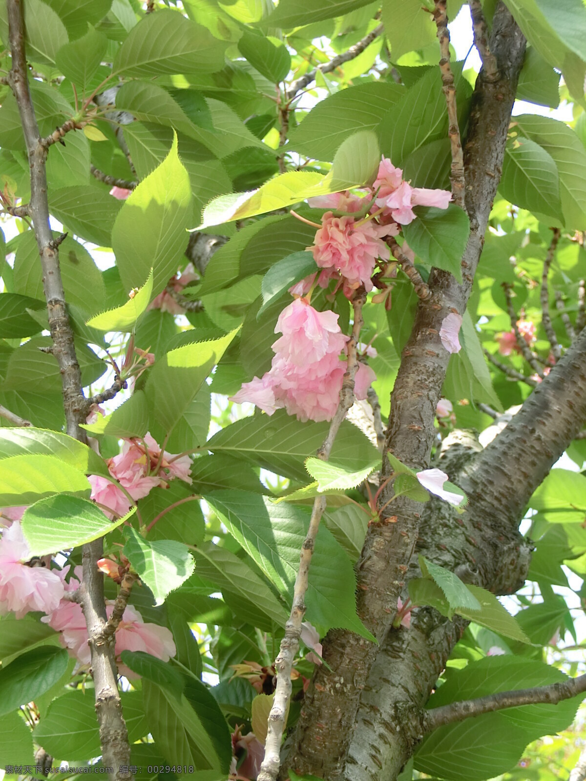 樱花 盛开 春季 粉红色 花草 生物世界 树干 树叶 樱花盛开 植物 樱花树 psd源文件