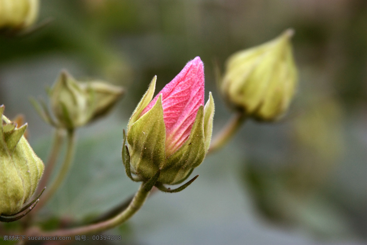 芙蓉花 木芙蓉 花朵 花卉 红花 花蕾 木本花 欢赏花 景观树 植物 花花世界 生物世界 花草