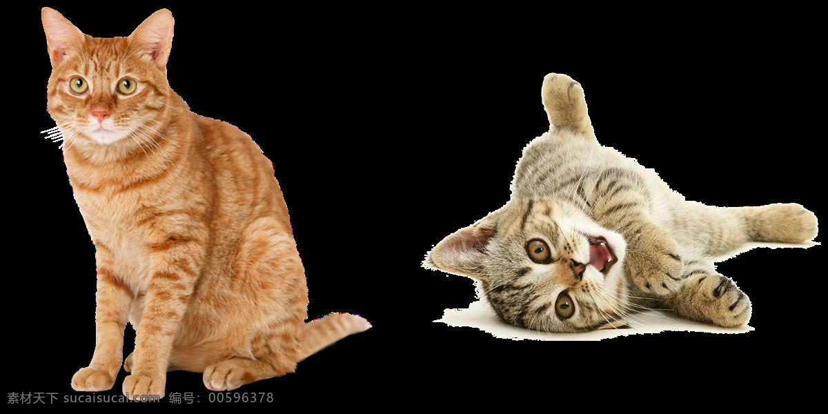 可爱 小 猫咪 卖 萌 免 抠 透明 图 层 小猫 死人 世界 上 最 可爱小猫图片 小猫咪图片 大全 小猫图片高清 小猫海报素材 小猫图片