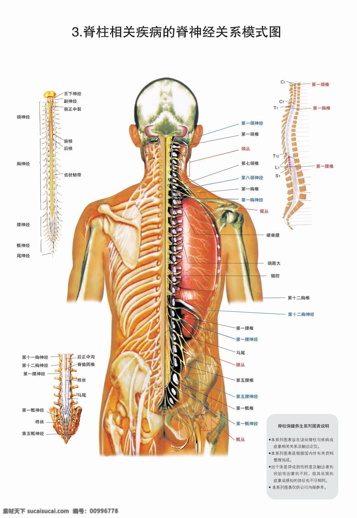 脊柱图解 脊柱 脊柱解剖 神经 医疗护理 现代科技