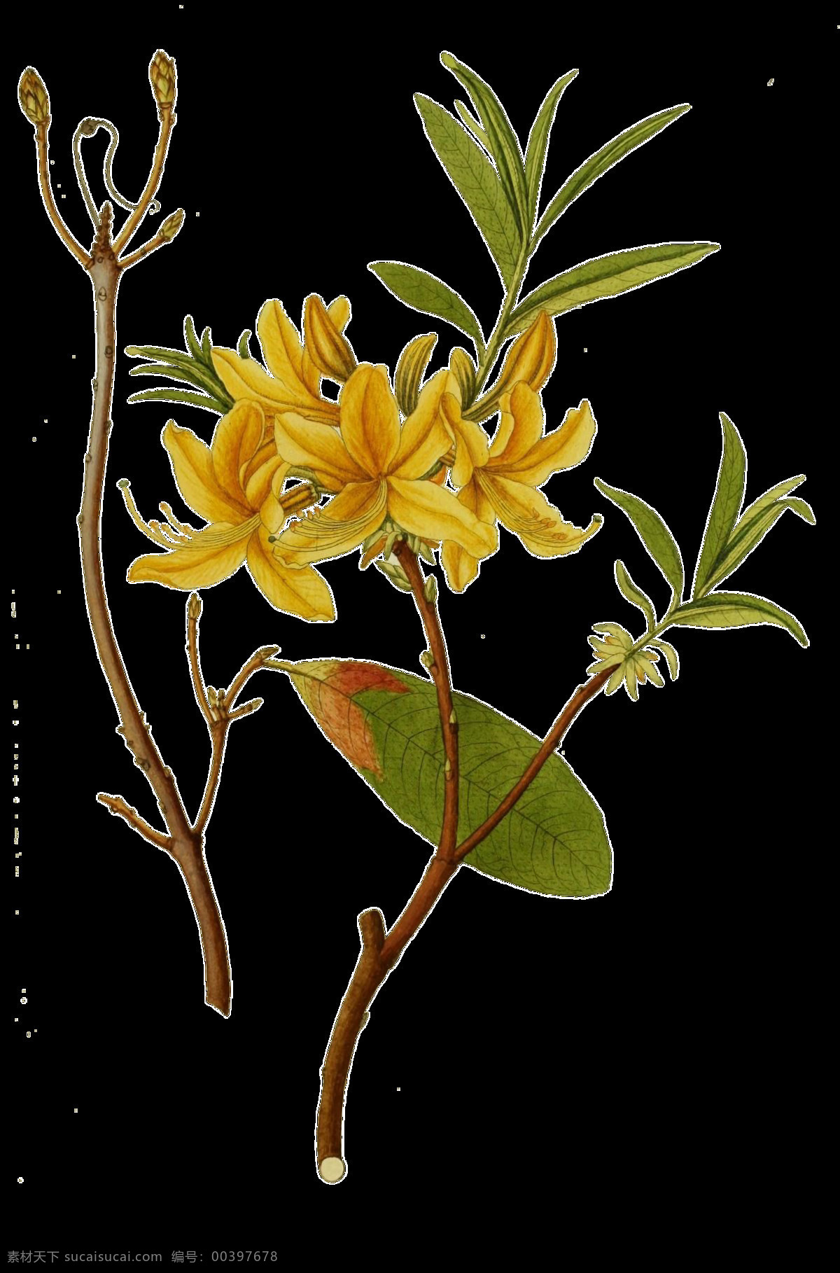 手绘 两 株 花枝 透明 植物 百合花 黄色 绿叶 免扣素材 树枝 透明素材 装饰图片