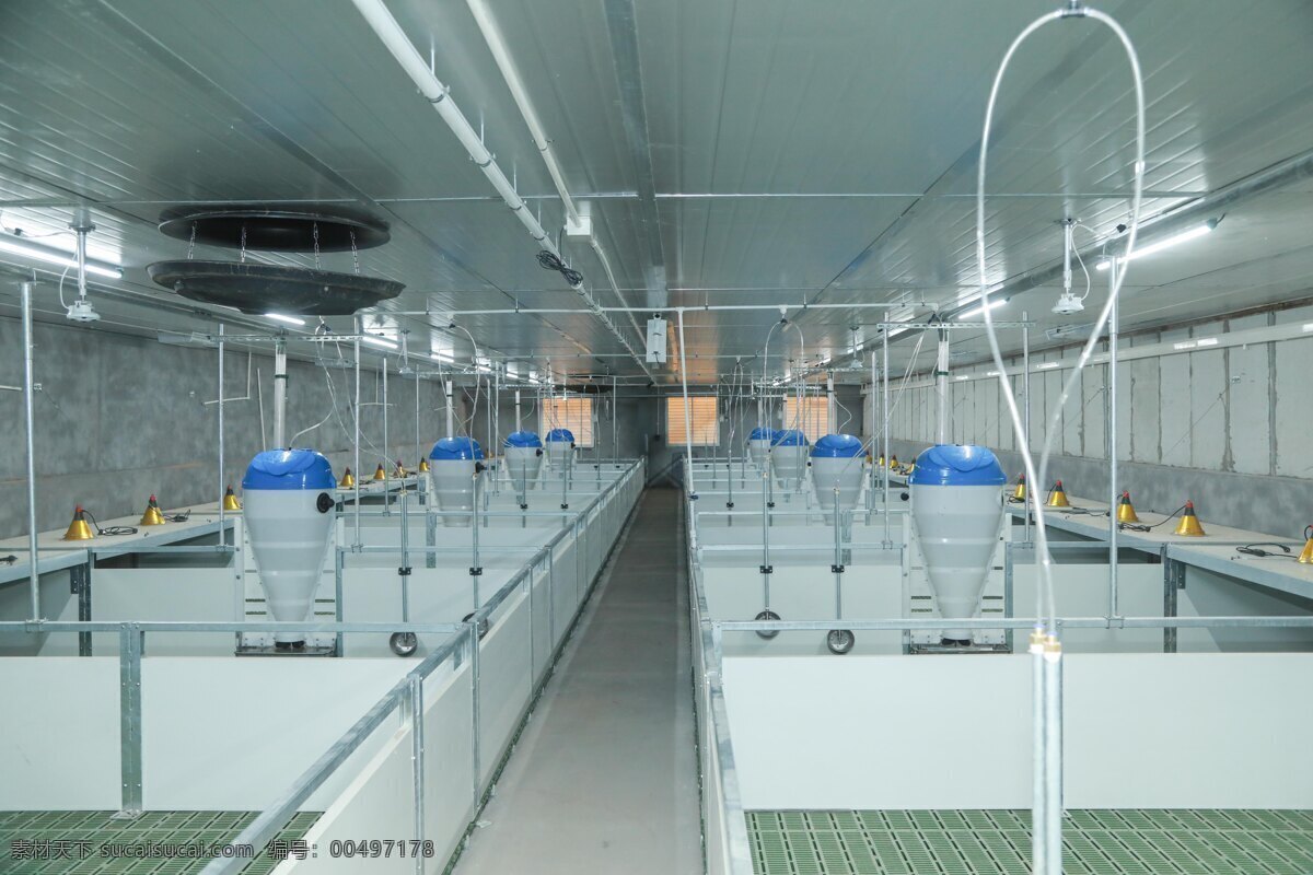 新型 养猪 厂 专业化猪厂图 现代养猪厂图 新型养猪厂 现代化设备 新猪厂建设图