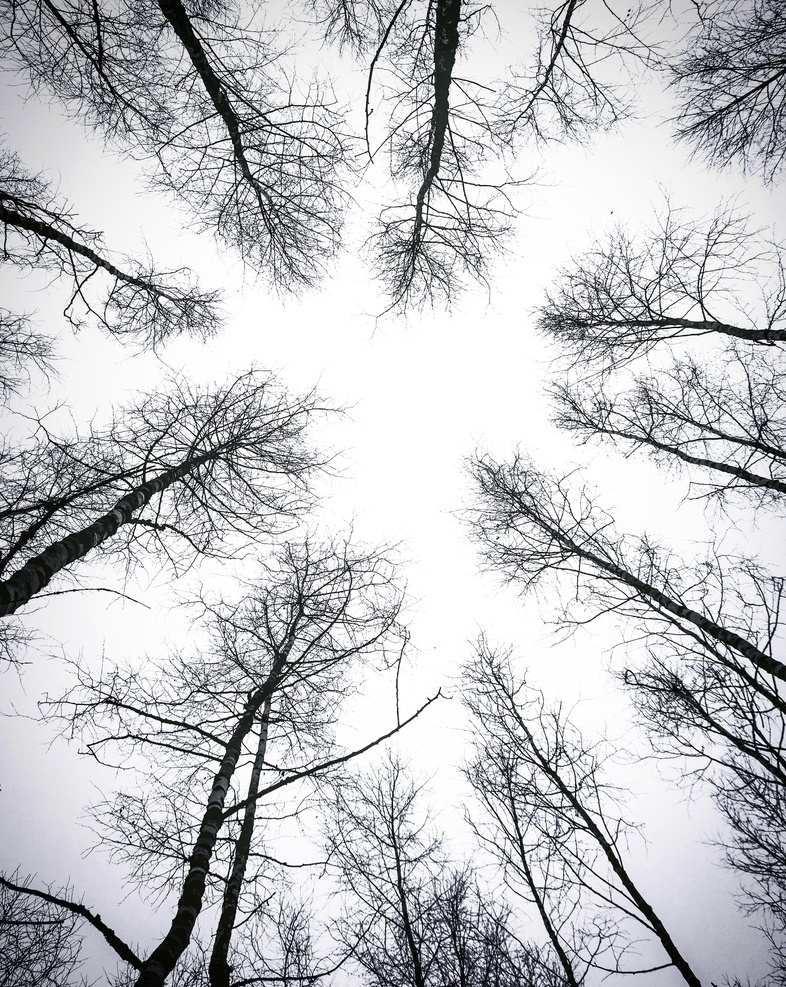 天空树木 天空 树木 木 树头 树林 森林 背景 纹理 俯拍 仰拍 黑白 自然景观 自然风景