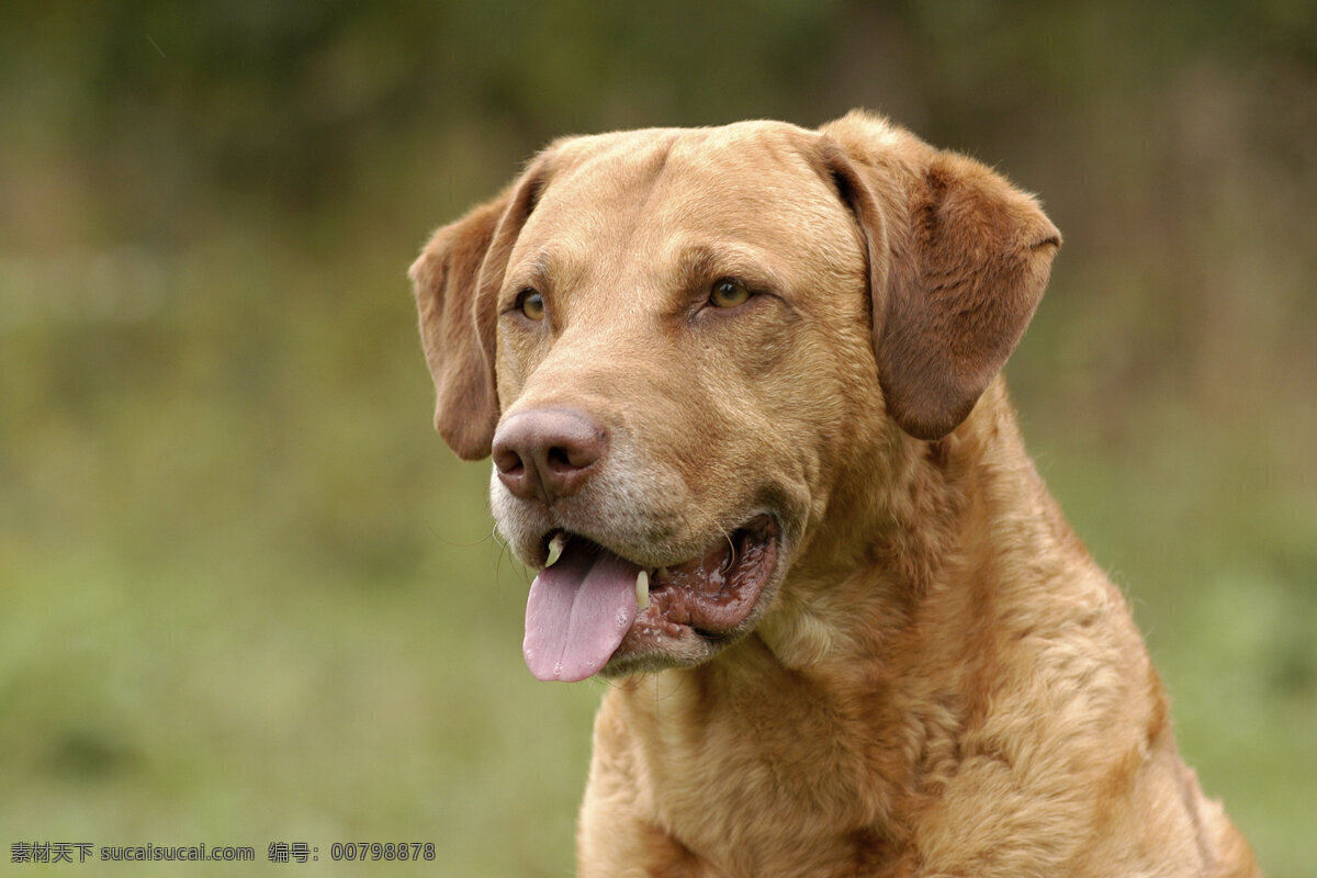 伸 舌头 宠物狗 小狗 犬 小狗图片 名贵犬种 宠物狗图片 可爱 小狗图片大全 宠物 小动物 陆地动物 生物世界 黄色