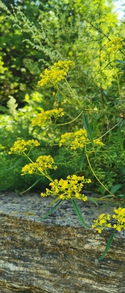 败酱 黄色 小花 美丽 野花 山区 花朵 生物世界 花草