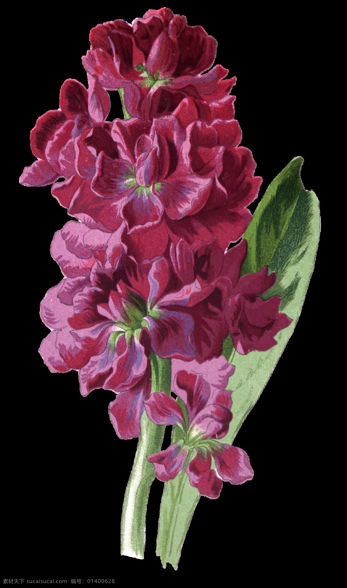 纷 紫 花瓣 卡通 透明 植物 标本 透明素材 免扣素材 装饰图案
