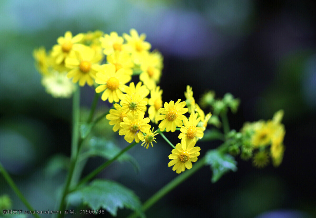 小黄菊 摄影图库 生物世界 动植物 花草植物 花草