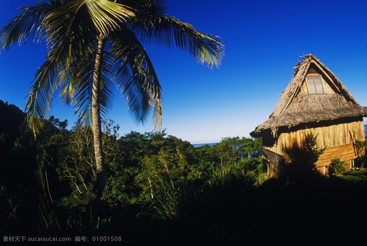 海边 树丛 中 草屋 特写 椰子树 漂亮 美景 风景 海岸 岸边 加勒比海岸 高清图片 大海图片 风景图片