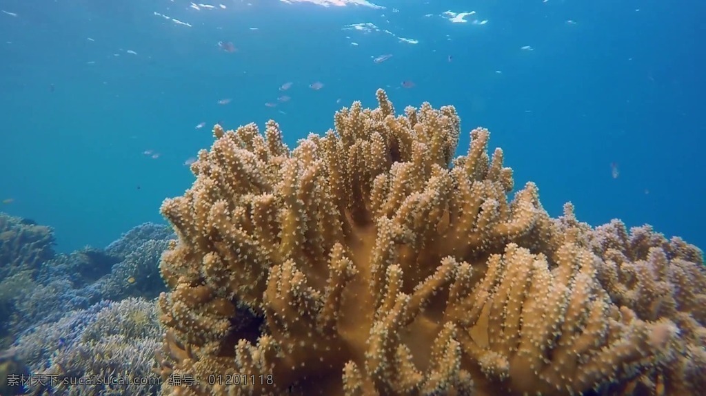 视频背景 实拍视频 视频 视频素材 视频模版 海底 世界 海底世界 珊瑚