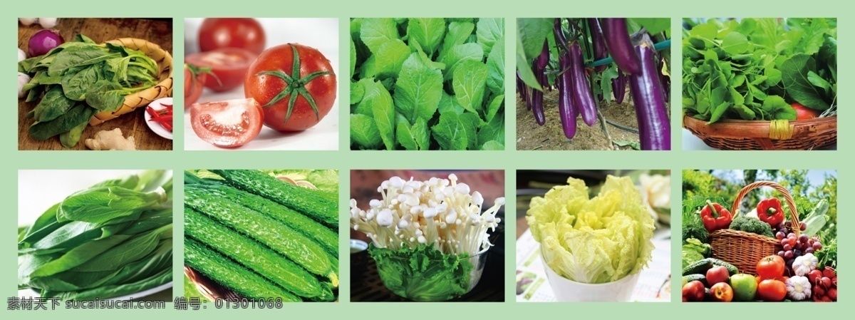 蔬菜图片 蔬菜 白菜 青菜 辣椒 黄瓜 青椒