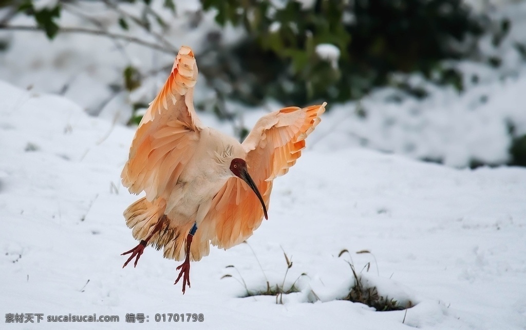 雪中朱鹮图片 雪中朱鹮 分外美 朱鹮 雪中朱鹮鸟 朱鹮鸟 生物世界 鸟类