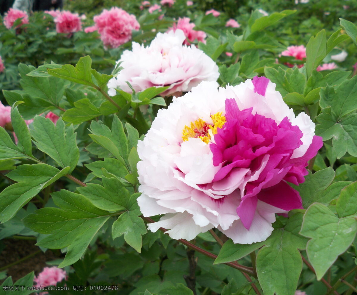 牡丹二色 二乔 牡丹 花朵 花卉 花草 生物世界